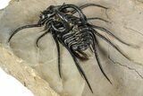 Crazy, Spiny Dicranurus Trilobite - Atchana, Morocco #344462-5